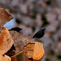 Vogel auf Holzstapel