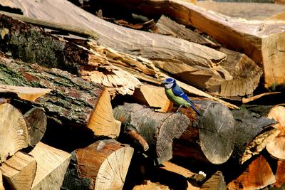 Blaumeise auf Holzstapel
